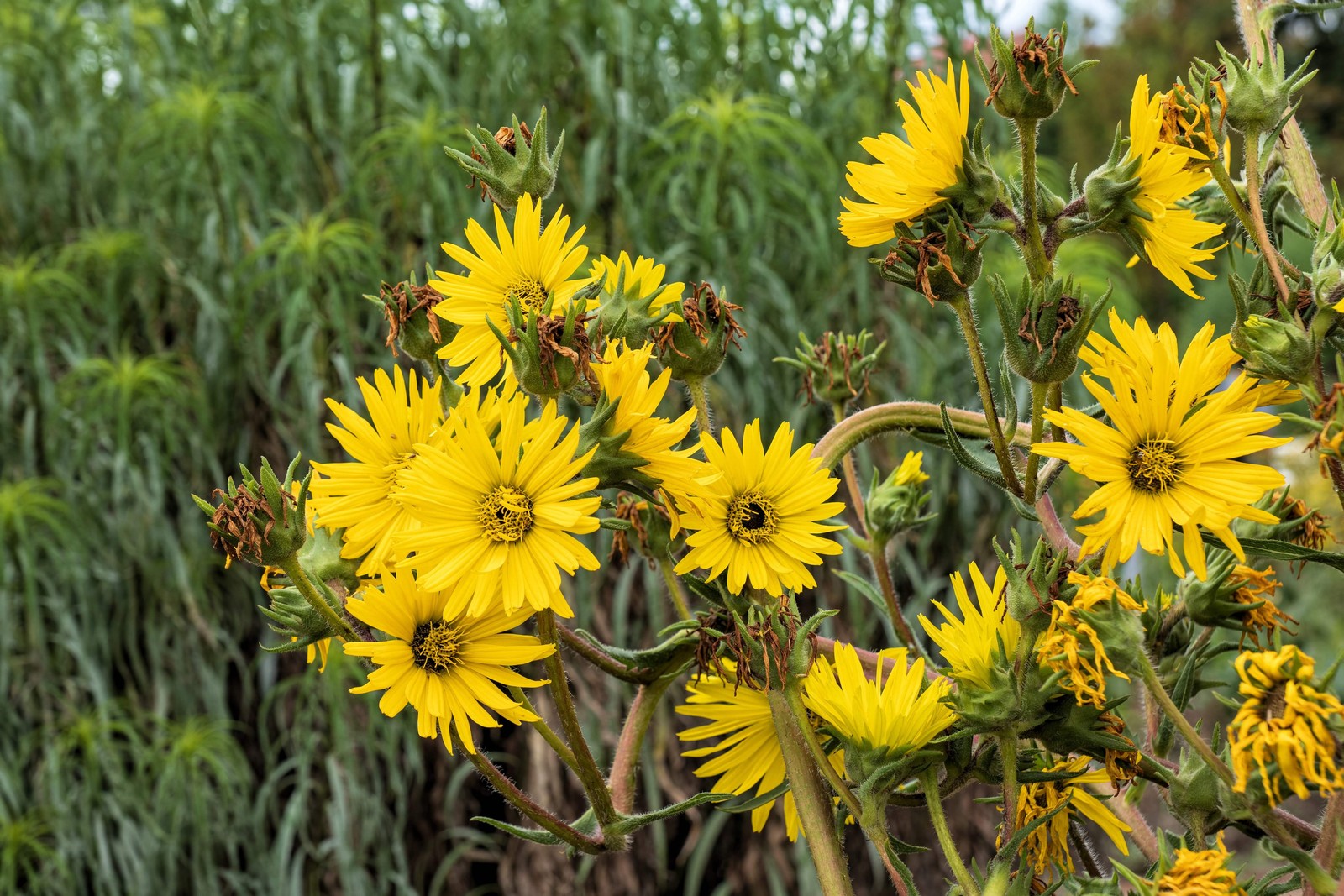 10 Yellow COMPASS PLANT Silphium Laciniatum Prairie Compassplant 4″ Flower Seeds