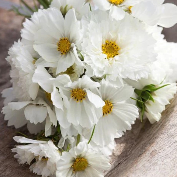 Cosmos WHITE MIX Angel Garden Moon Garden Summer-Fall Blooms Non-GMO 100 Seeds