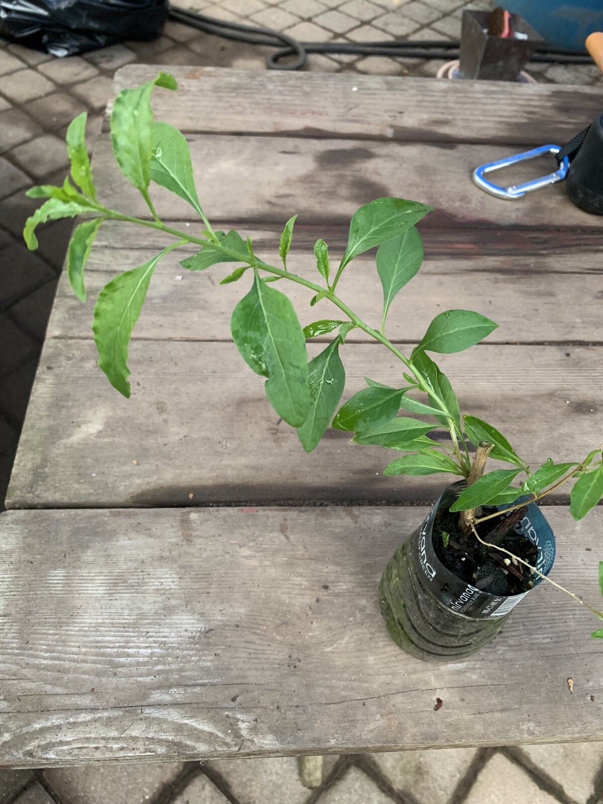 Phoenix Tears Goji Berry 2.5” container, dormant, no leaves