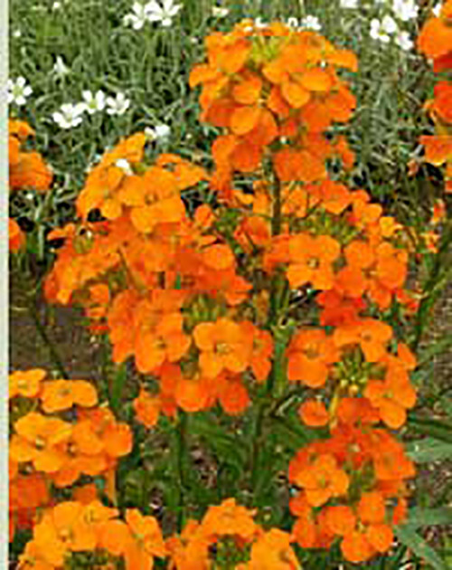 Siberian WALLFLOWER Seeds 1500+ HEIRLOOM Flower Seed Organic Heat Loving Drought