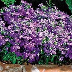 Lobelia Regatta Sky Blue 5,000 seeds