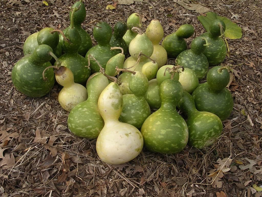 Birdhouse Gourd Seeds for Planting – Traditional Large Birdhouse or Bottle Gourd