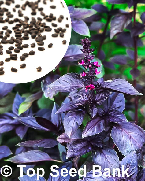 50+ Red Rubin Basil seeds, Dark Purple Italian Basil + Free GIFT | Organic