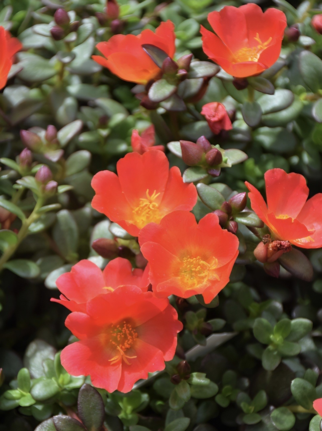 Mega Red Portulaca (portulaca grandiflora) Purslane Flower SEEDS