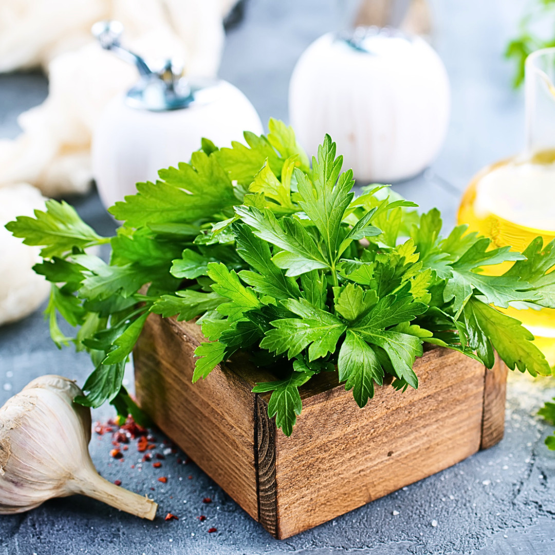 Fresh Italian Dark Green Parsley Seeds | Heirloom Non-GMO | Herb Seeds