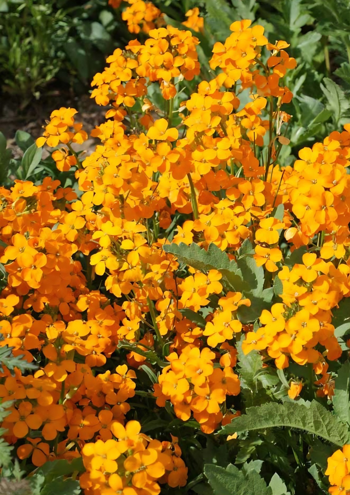 Siberian Wallflower Seeds (cheiranthus allionii)