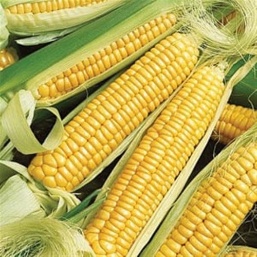 GOLDEN CROSS BANTAM CORN 4 OZ HYBRID