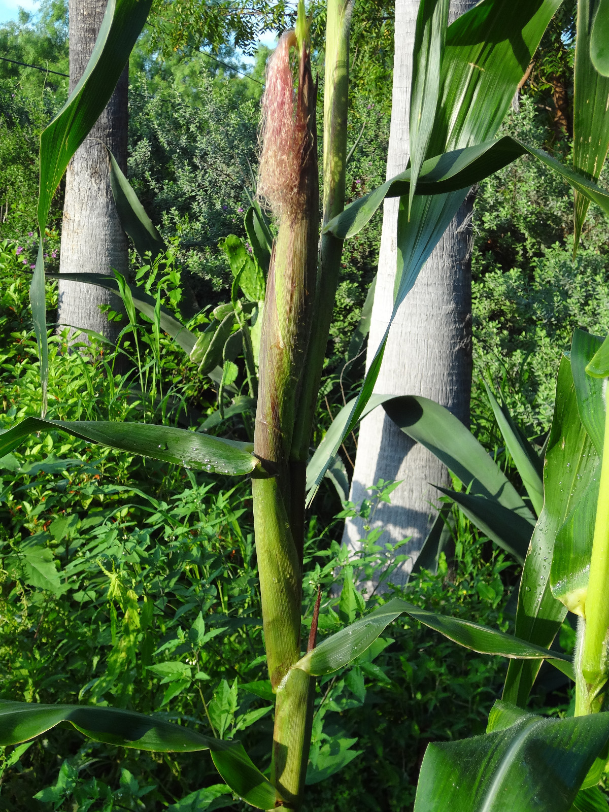 JALA VALLEY ‘SOLO’ GIANT N-Fixing Corn 125+ Seeds VERY RARE+ FREE Teosinte SEEDS
