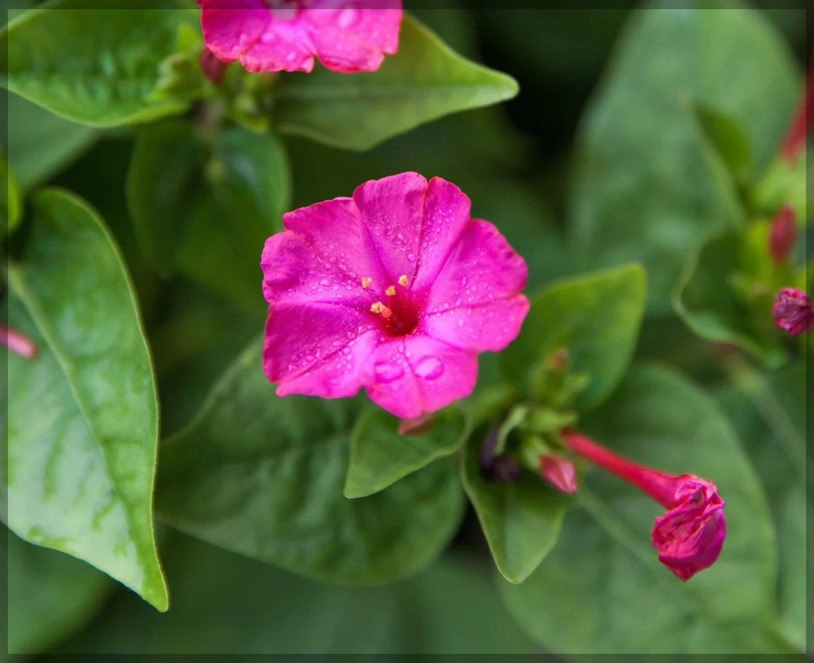 500 Pink Four O’ Clock Seeds | Mirabilis Rose Marvel Peru Magenta Flower Seed