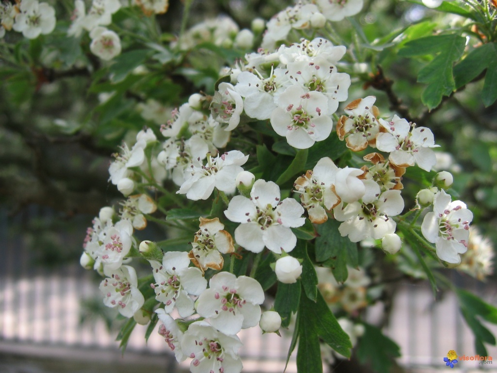 Single Seed English Hawthorn, Crataegus monogyna, Tree Seeds (Showy, Hardy)
