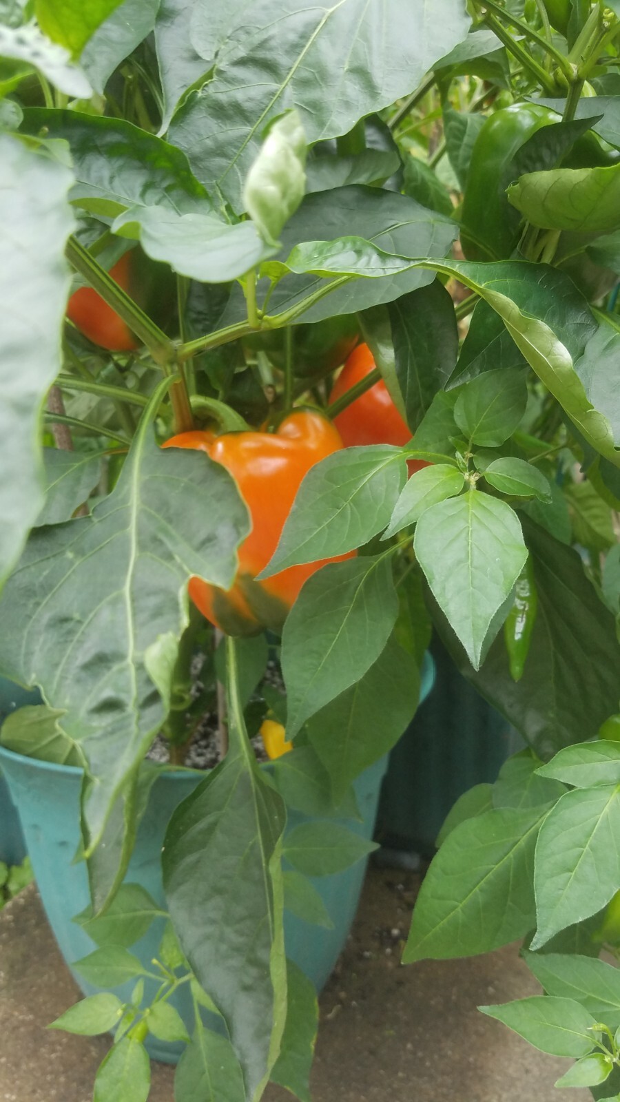 Orange California Wonder Bell Pepper Seed 20