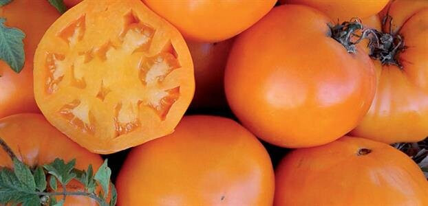 Nebraska Wedding Tomato Seeds – 25 Seeds