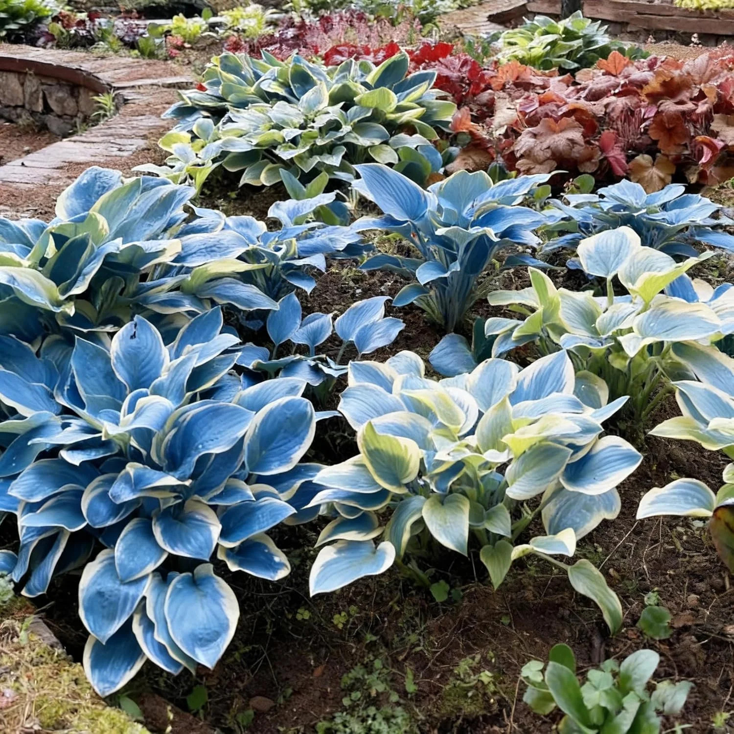 300+ Hosta Seeds for Planting, Mixed Color Exotic Perennial Hosta Seed, Attract