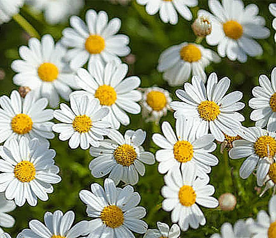 Alaska Shasta Daisy Perennial Full Sun Chrysanthemum 5800 Seeds 30 Inch