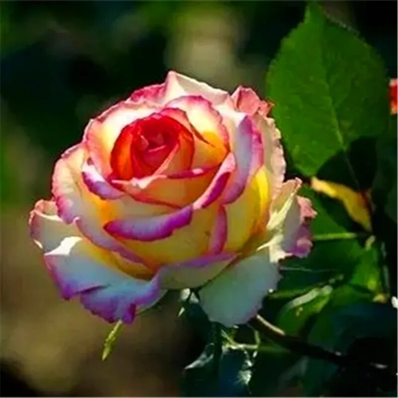 25pc ROSE SEEDS Garden Plant Flower Nursery rare exotic USA seller FREE shipping