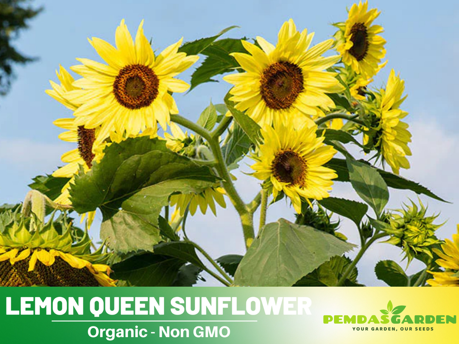 25+ Seeds|Lemon Queen Sunflowers Seeds #E028