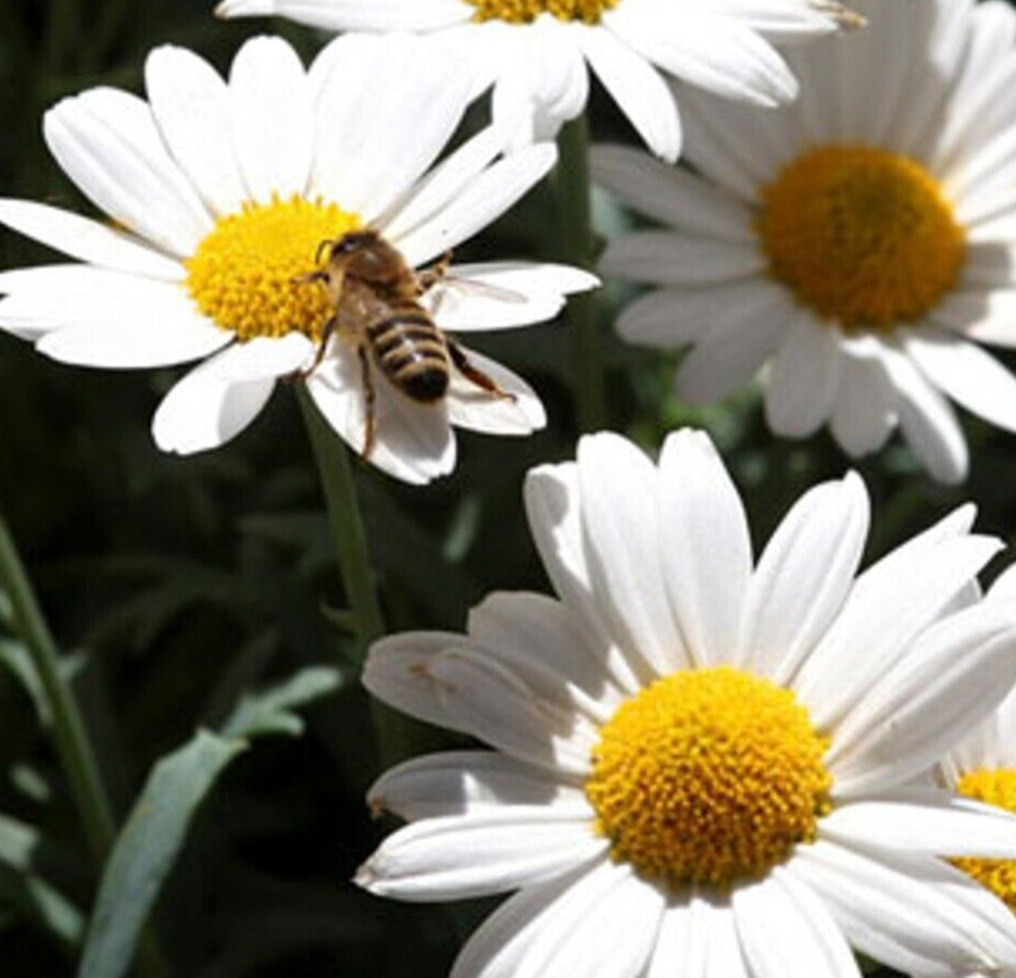 OX EYE DAISY SEEDS 1000+ perennial FLOWER garden CHRYSANTHEMUM LEAUCANTHEMUM