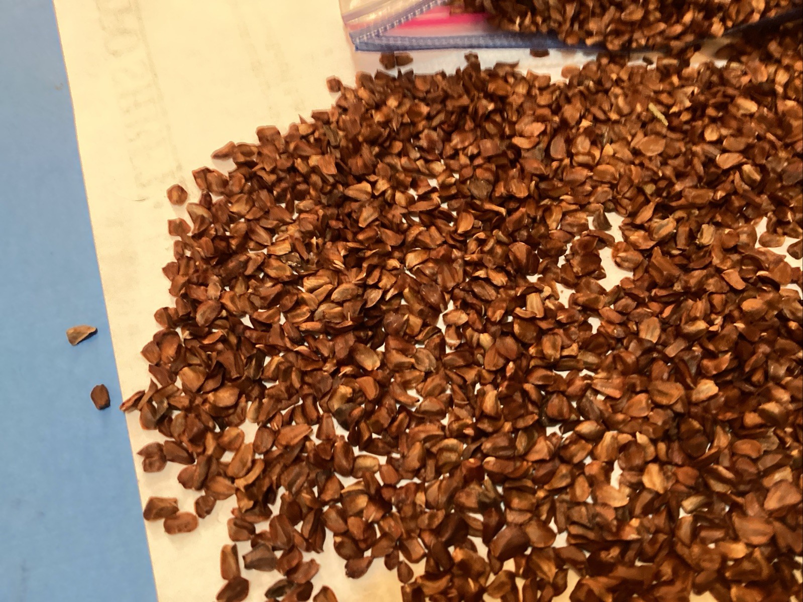 Italian Cypress Tree Seeds ((Cupressus Sempervirens Stricta))