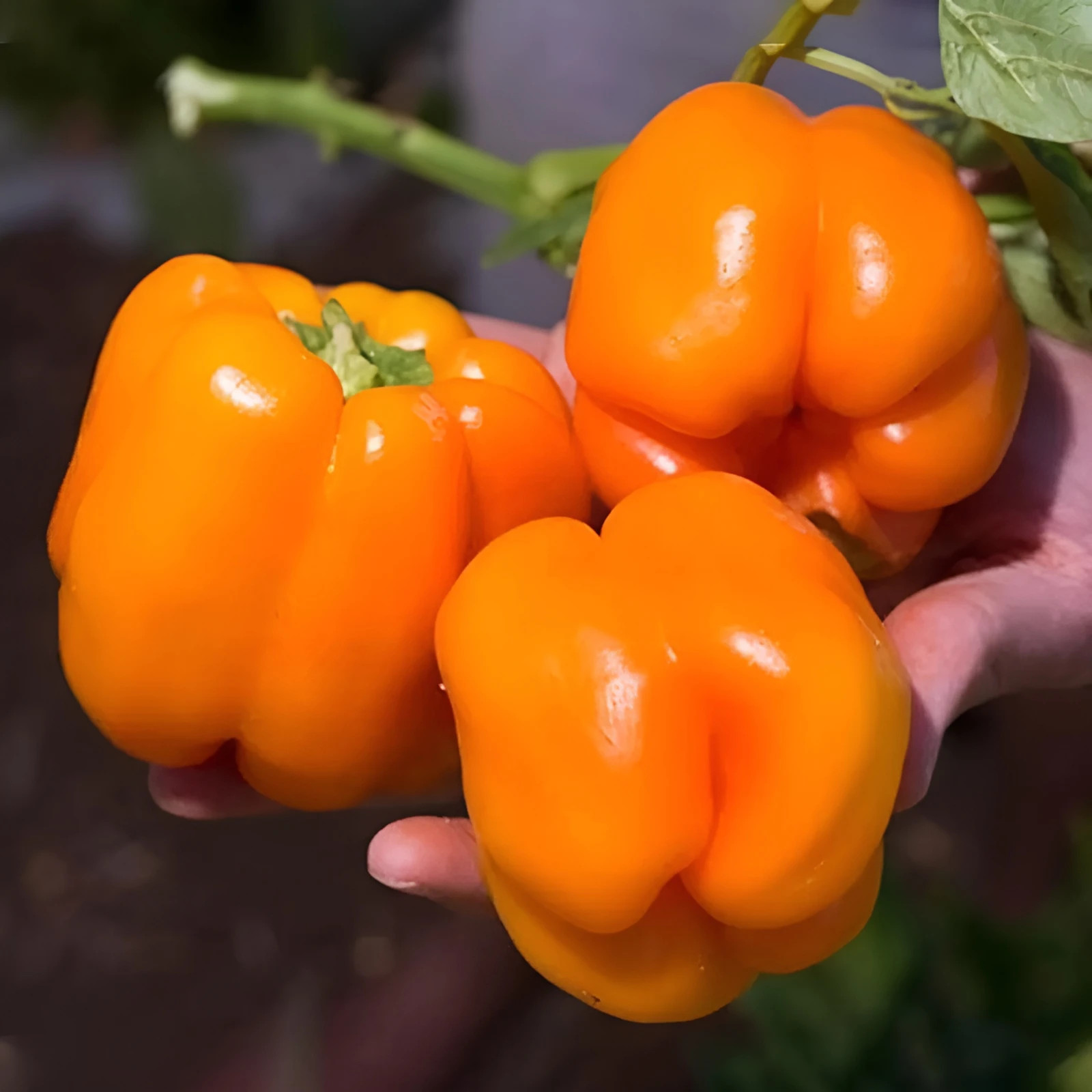 60 Heirloom Giant Orange Sun Bell Pepper Seeds – Largest Heirloom Orange Bell