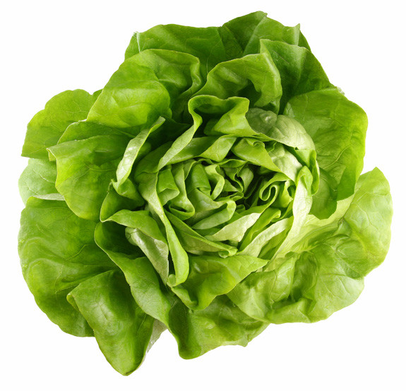 Lettuce Seed: Bibb Butterhead Lettuce seeds FRESH Seed FREE SHIPPING