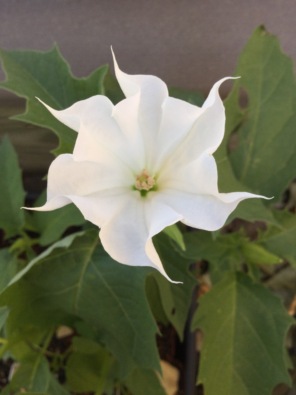 Datura stramonium, Devil’s Trumpet Flower Seeds, Annual Ornamental Plant