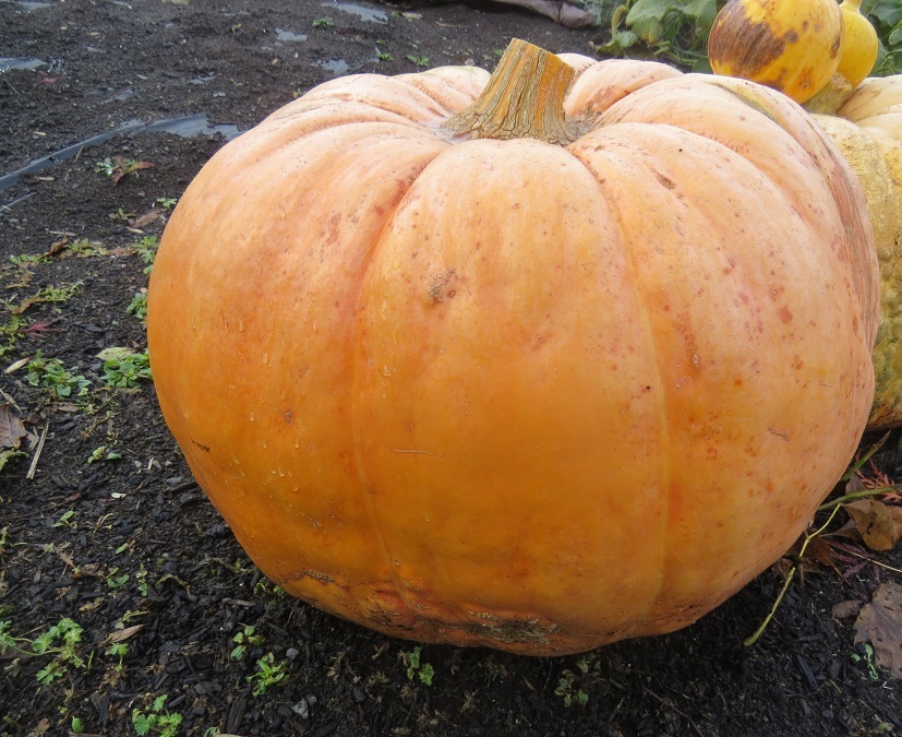 BIN#R9D3 Giant Pumpkin Seeds 25 Monster Pumpkin Seeds Large Pumpkin