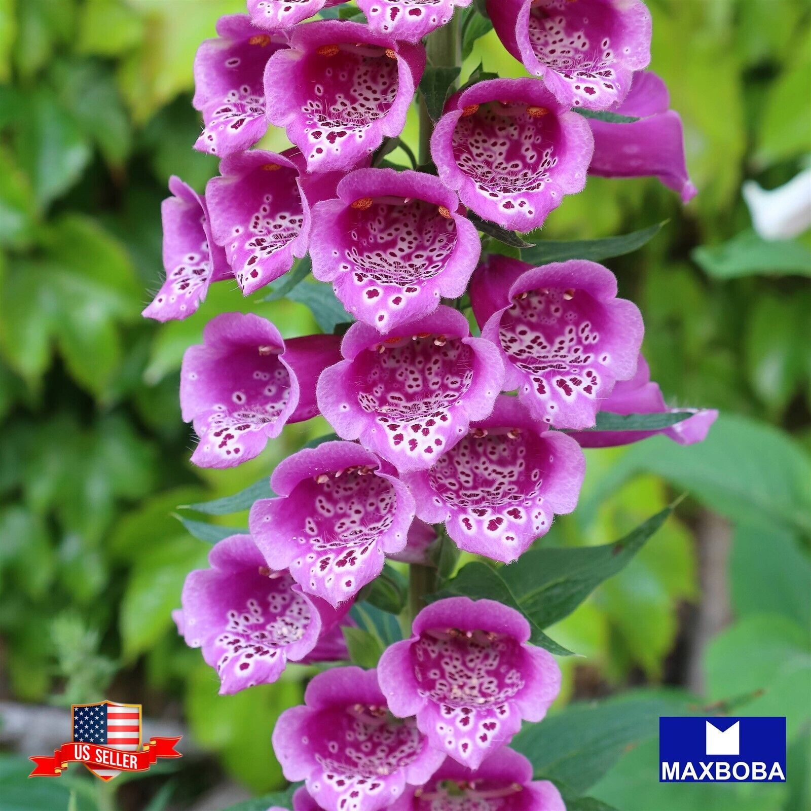 Fresh!! Digitalis (Foxglove) Seeds – Mixed Color Non-GMO Garden