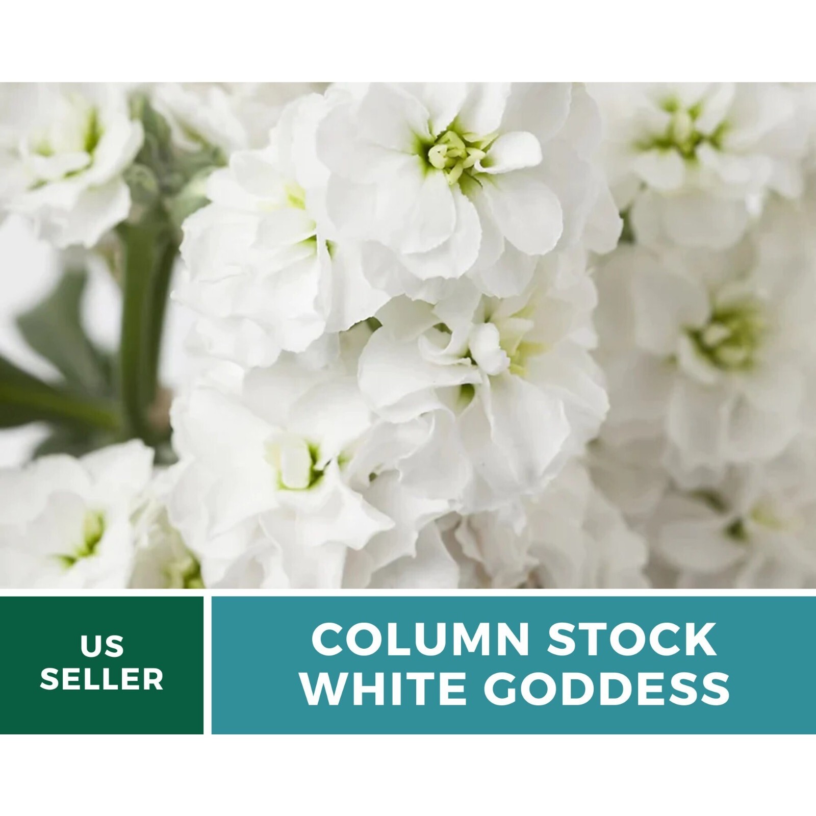 Column Stock, White Goddess – 50 seeds – Heirloom Flower (Matthiola incana)