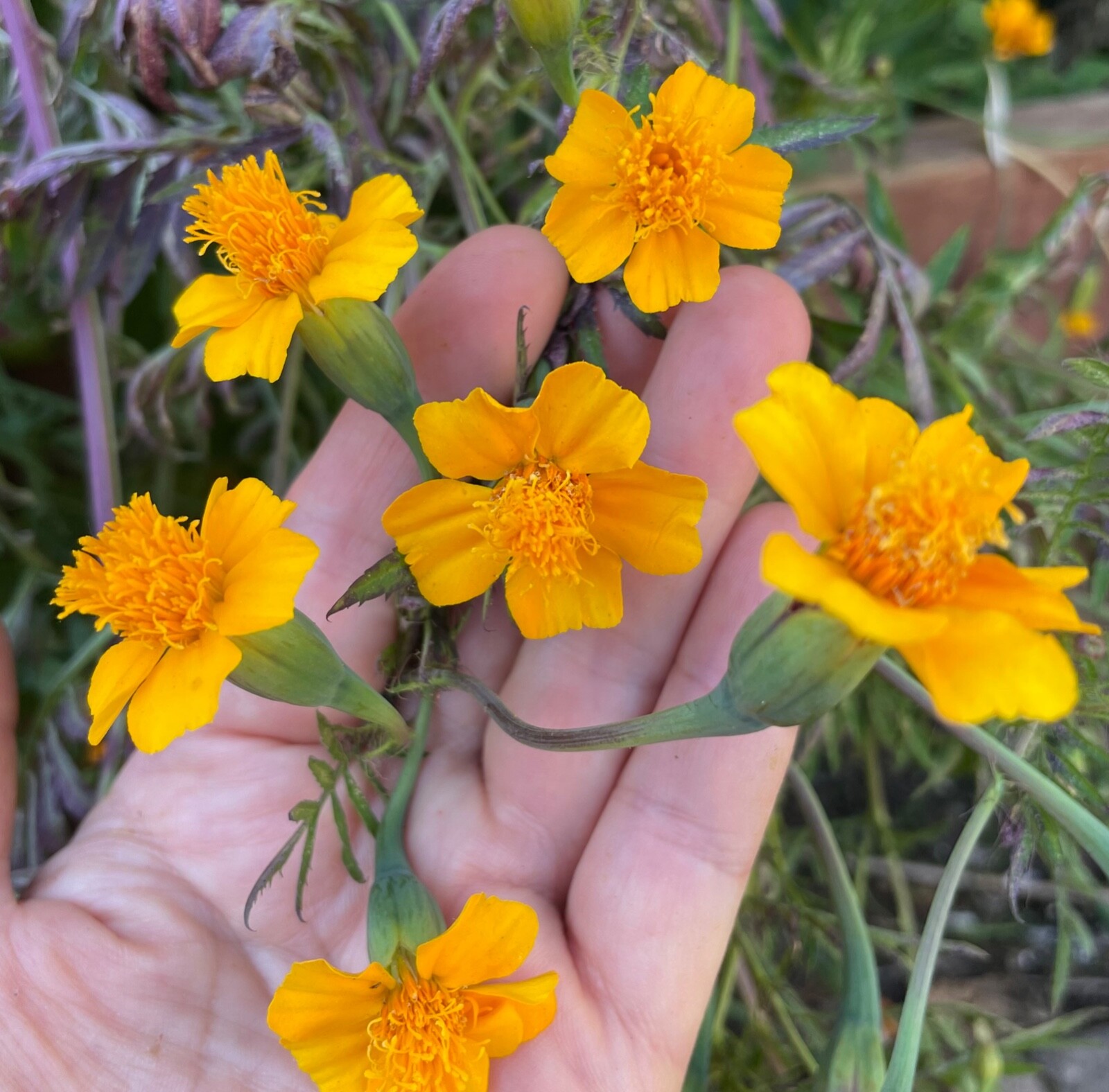 50+ MARIGOLD GOLD GUARDIAN SEEDS, FREE SHIPPING