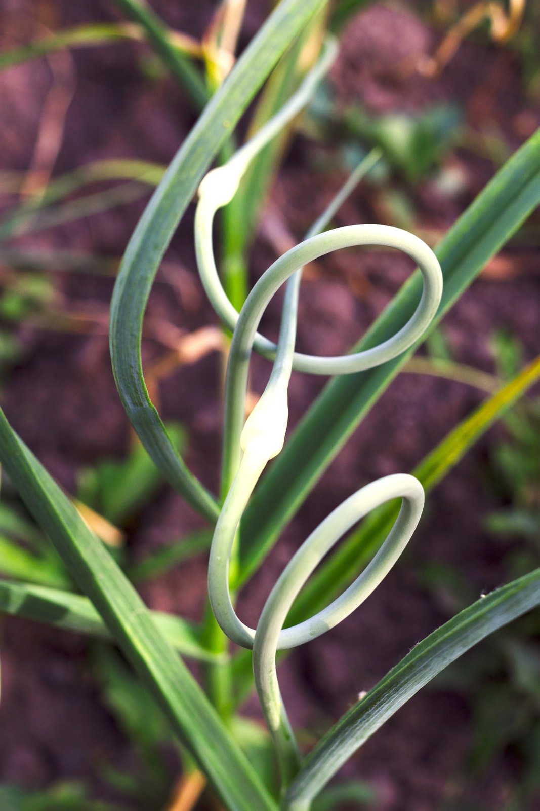 Seeds Wild Garlic 100+ Seeds to Grow Allium Ursinum Ramsons Long-Lived Perenn…