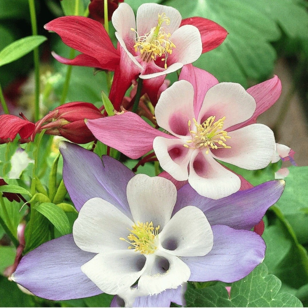 Columbine 250 Seeds McKana Giant Hybrids Aquilegia vulgaris Dwarf Granny’sBonnet