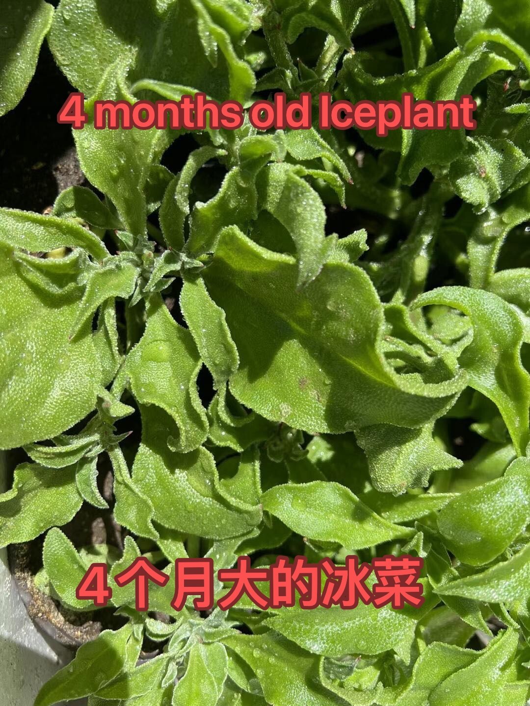 160CT+ Organic Crystalline Iceplant Bing Cai seeds 160多粒冰菜种子 2023新种子芽率高