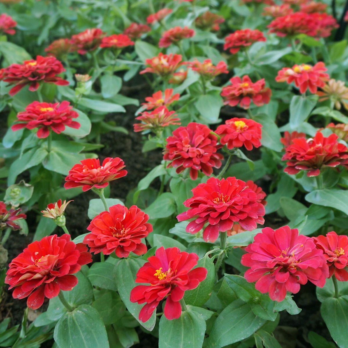 1/4 Lb Cherry Queen Zinnia Wildflower Seeds – Everwilde Farms Mylar Seed Packet