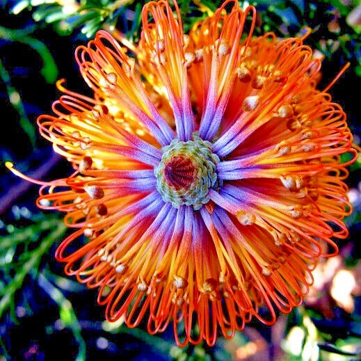 5 Lantern Banksia Tree Seeds “Fireworks” Exotic Flowering House Plant RARE