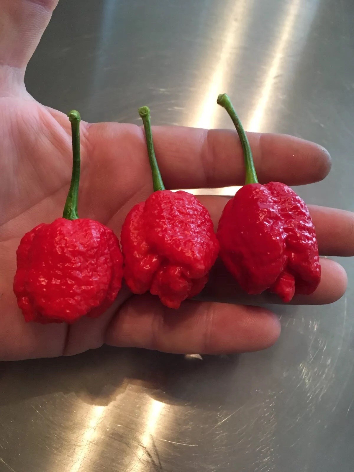15 TRINIDAD MORUGA SCORPION CHILI PEPPER SEED -HUGE PLANTS -THE REAL DEAL!! 2024