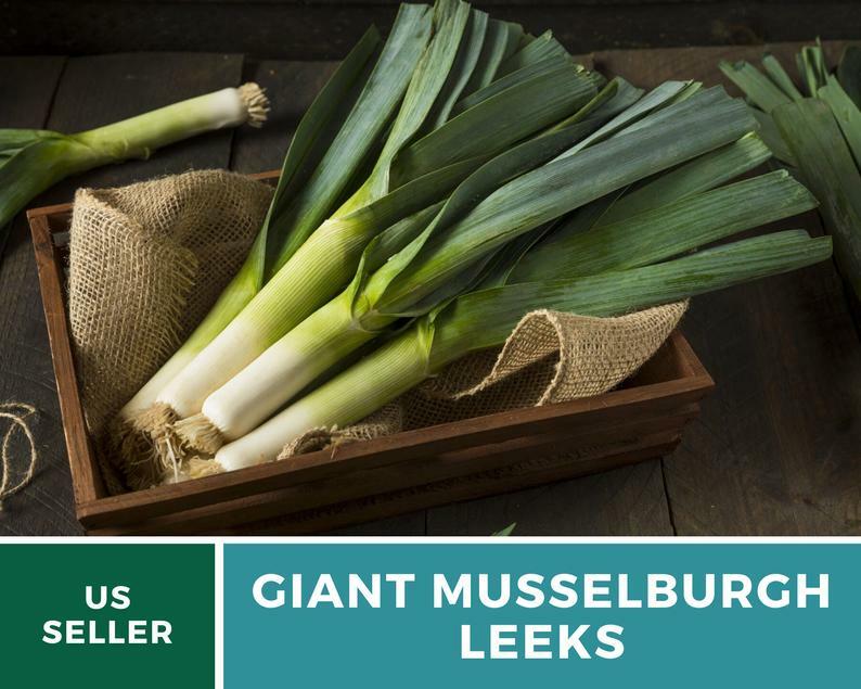 Leek, Giant Musselburgh – 200 Seeds -Heirloom – GMO Free