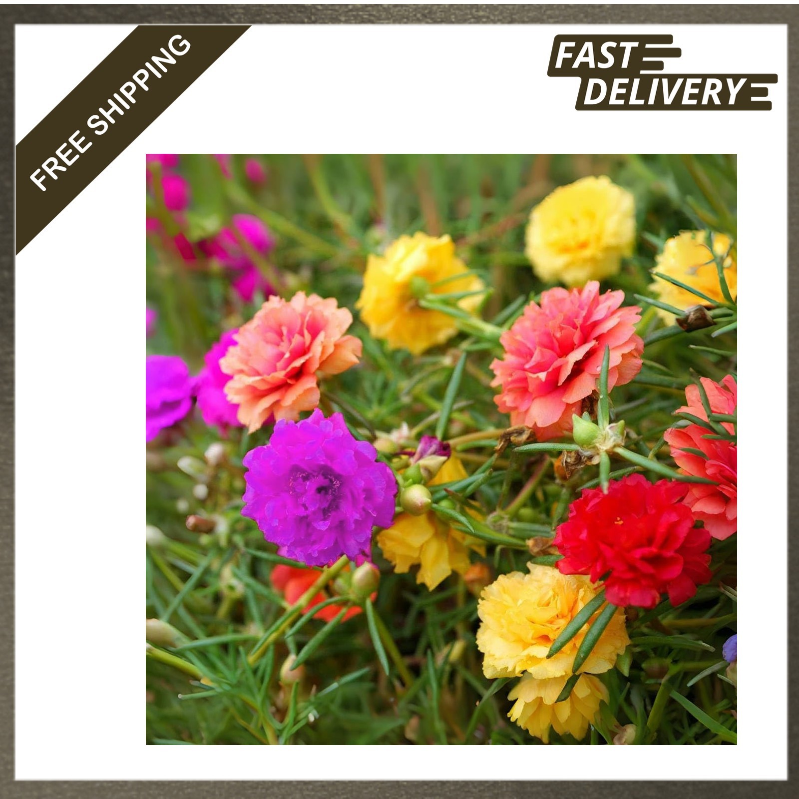 Portulaca Grandiflora Seeds Moss Rose Mix Color Ground Cover Heat Drought