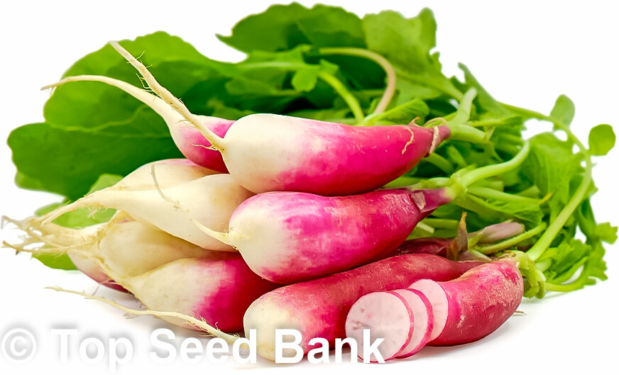 200+ French Breakfast Radish seeds, 24 days + Free GIFT | Fast, Easy to Grow