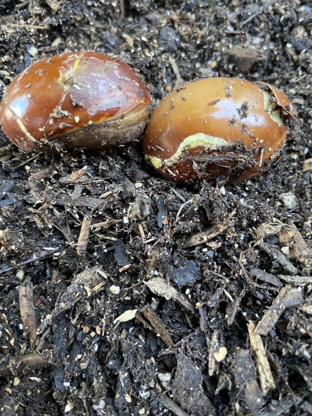 2 Sprouted Seeds Mundu Yellow Mangosteen Garcinia Dulcis For Planting