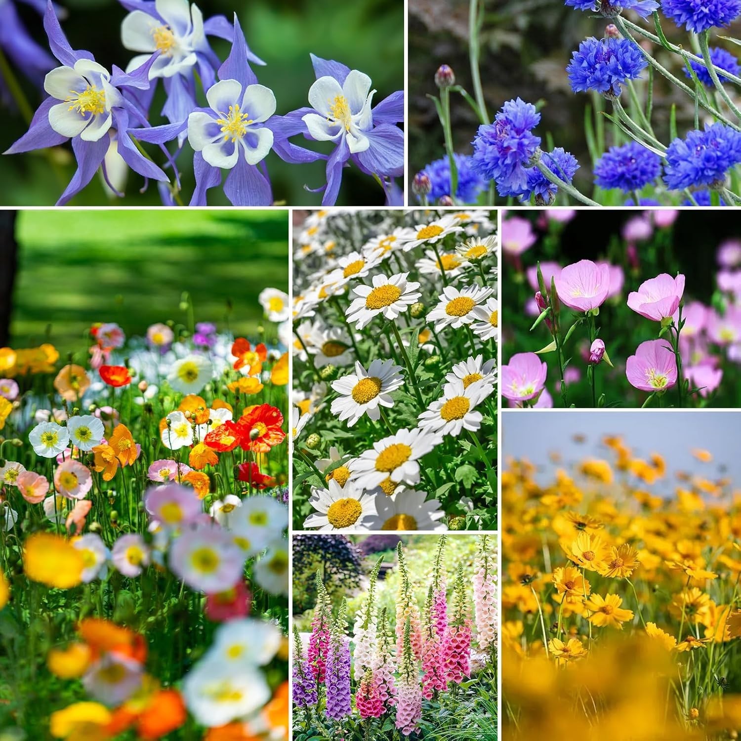 1 Ounce of Fragrant Wildflower Seeds – Shade Resistant Varieties for Your Garden