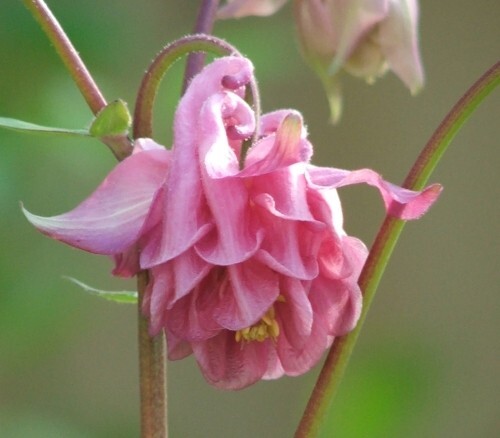 COLUMBINE MIX, 202+ SEEDS, ALL KINDS AND COLORS, AQUILEGIA, easy to grow, USA