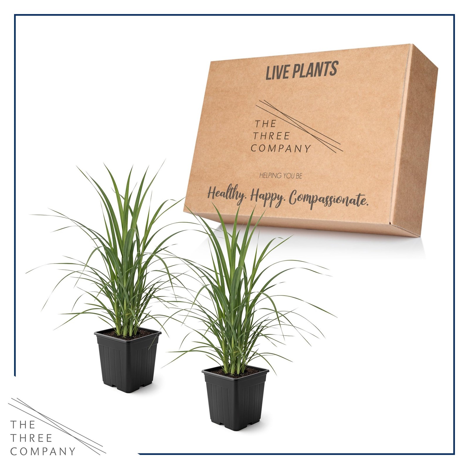 White Pampas Grass 2 Pack 10 Tall Perennial Accent Plant in 1.5 Qt Pot