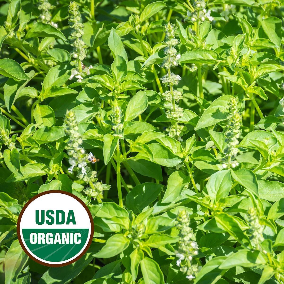 1000 Organic Lemon Basil Organic Herb Seeds – Everwilde Farms Mylar Seed Packet