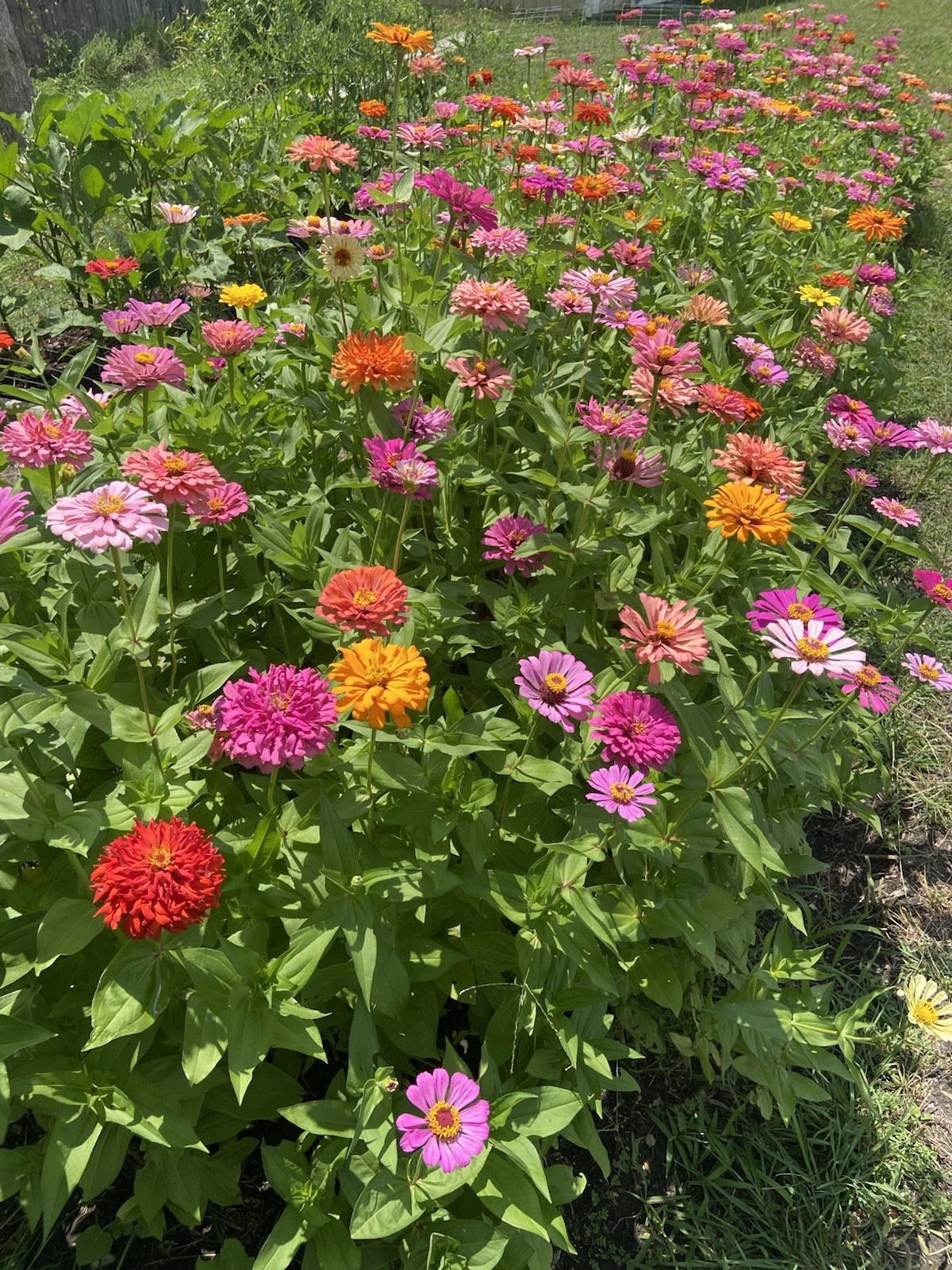 ZINNIA – 50 Fresh Seeds – Mixed Colors – GORGEOUS Blooms!! FREE Shipping