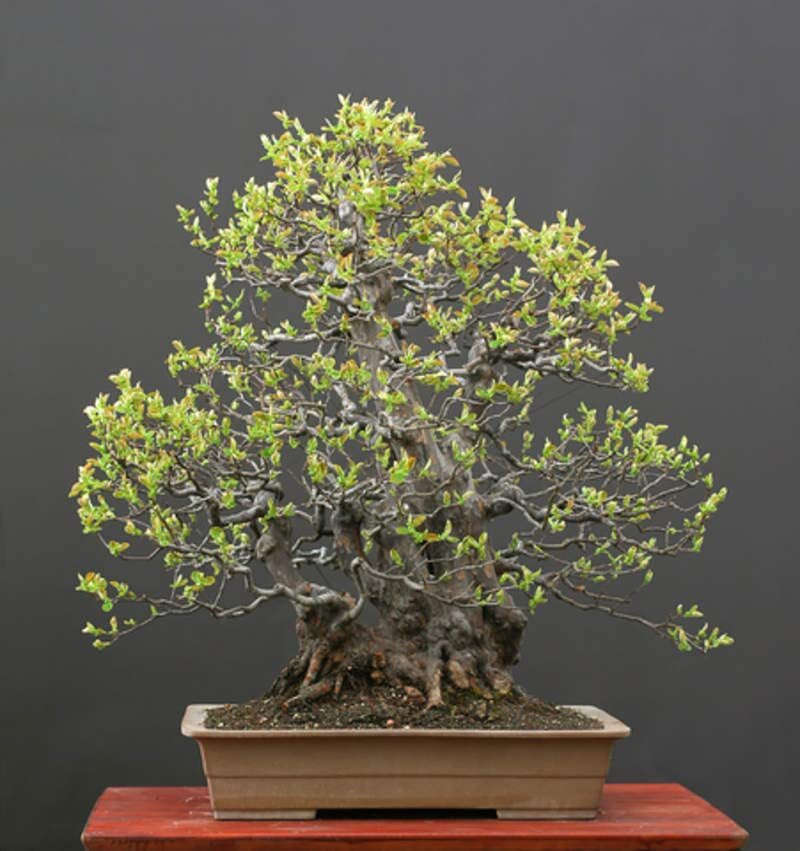 Chinese Quince Bonsai Tree Seeds for Planting (20 Seeds) – Chaenomeles sinensis