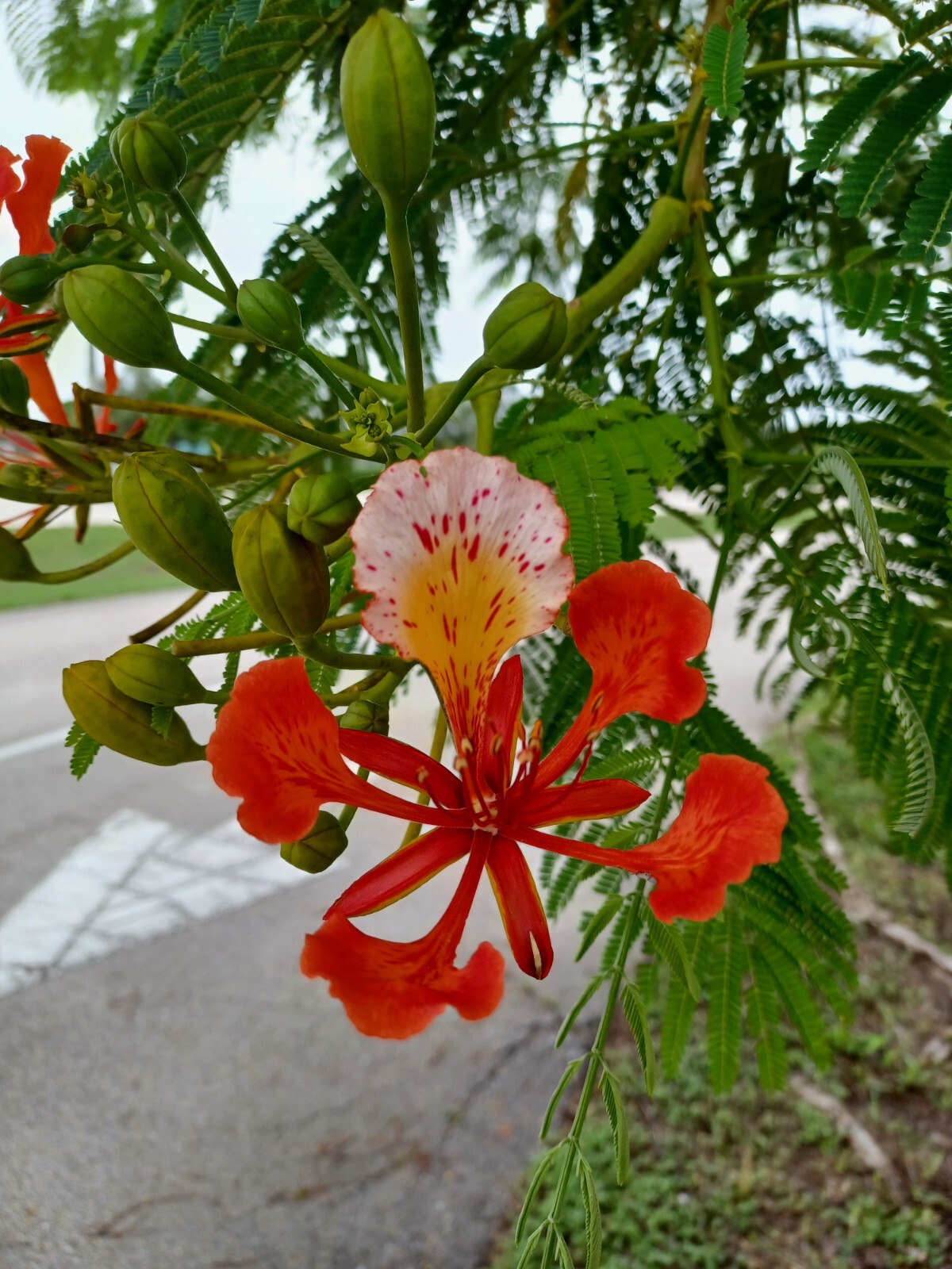 5 Royal Poinciana Seeds, Delonix regia (Gathered 2024)