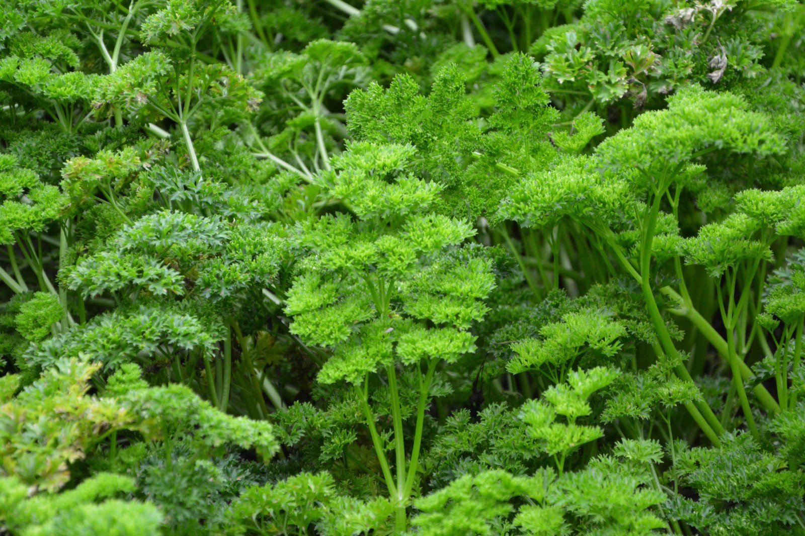 50 Seeds Moss Curled Parsley Garden Aromatic Gourmet Flavor Seed Pack