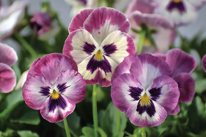 Trailing Pansy Seeds Wonder fall Rose Shades With Face 25 Pansy Seeds