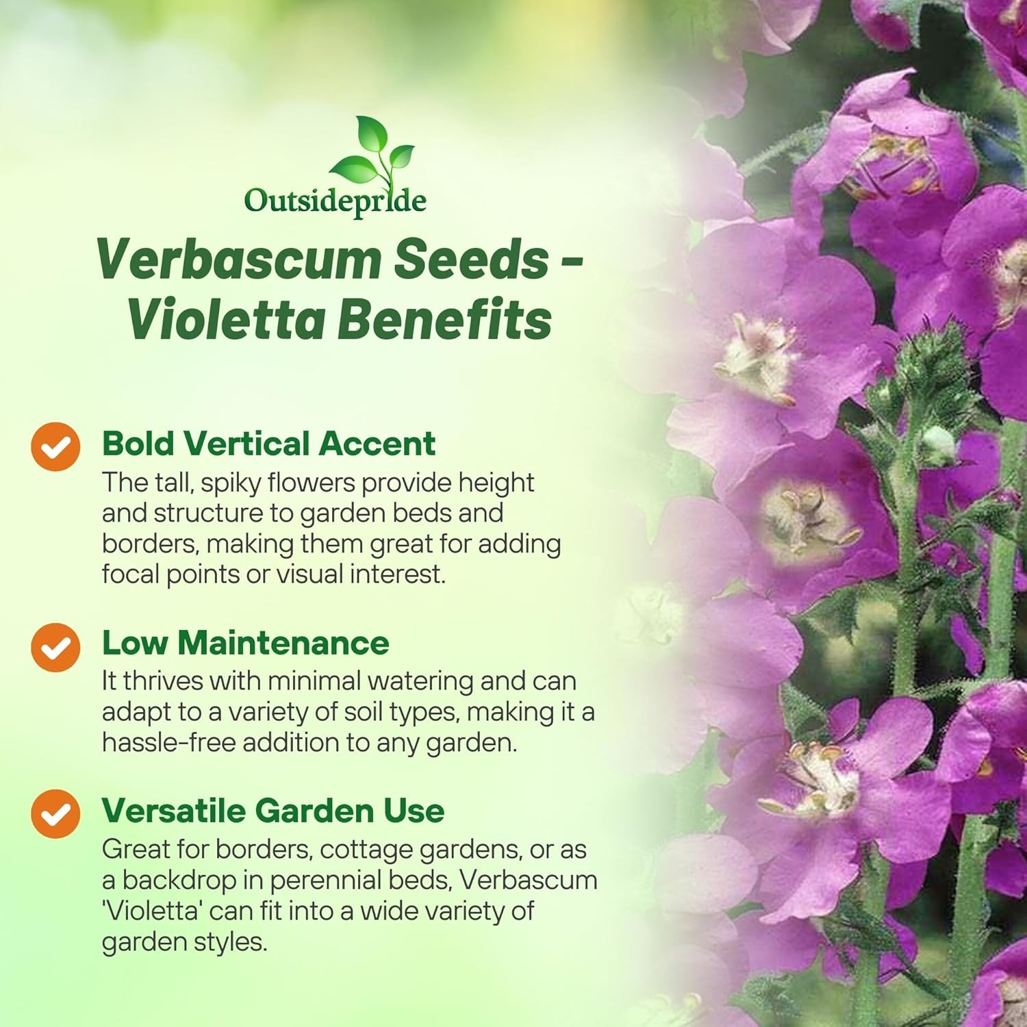 1000 Seeds Verbascum phoeniceum Violetta Mullein Garden Flower Plant Seeds