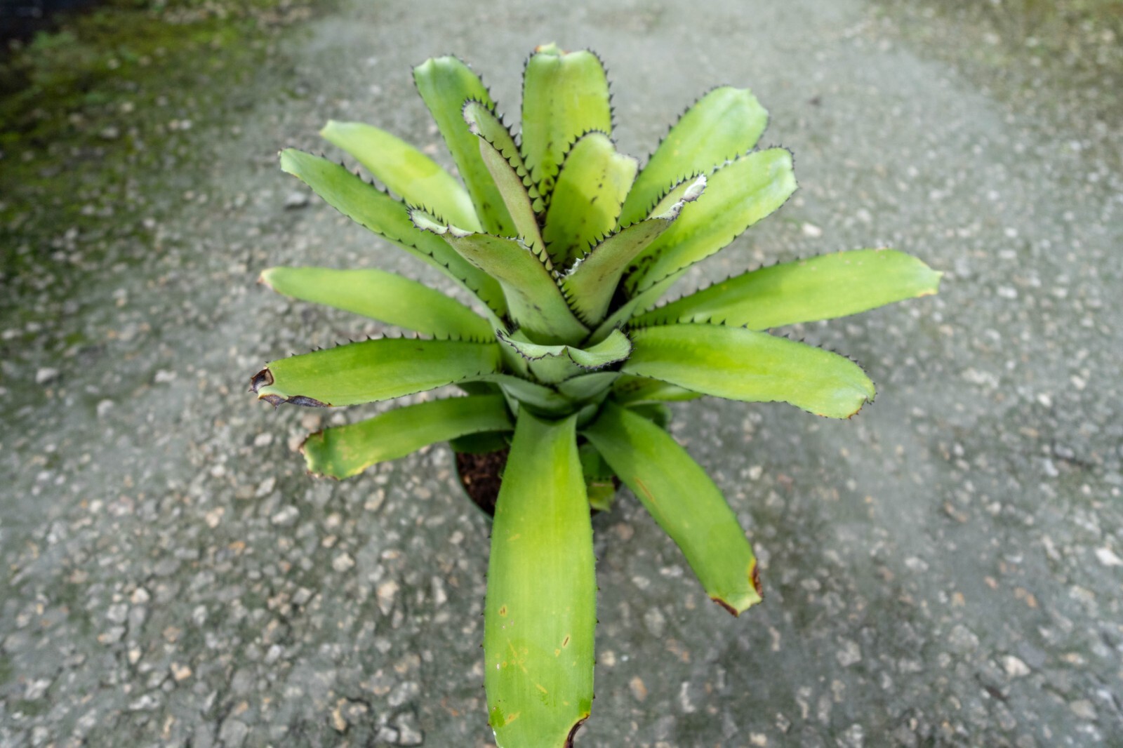 Bromeliad – Billbergia Saunderiana 6″ pot – Live Plant